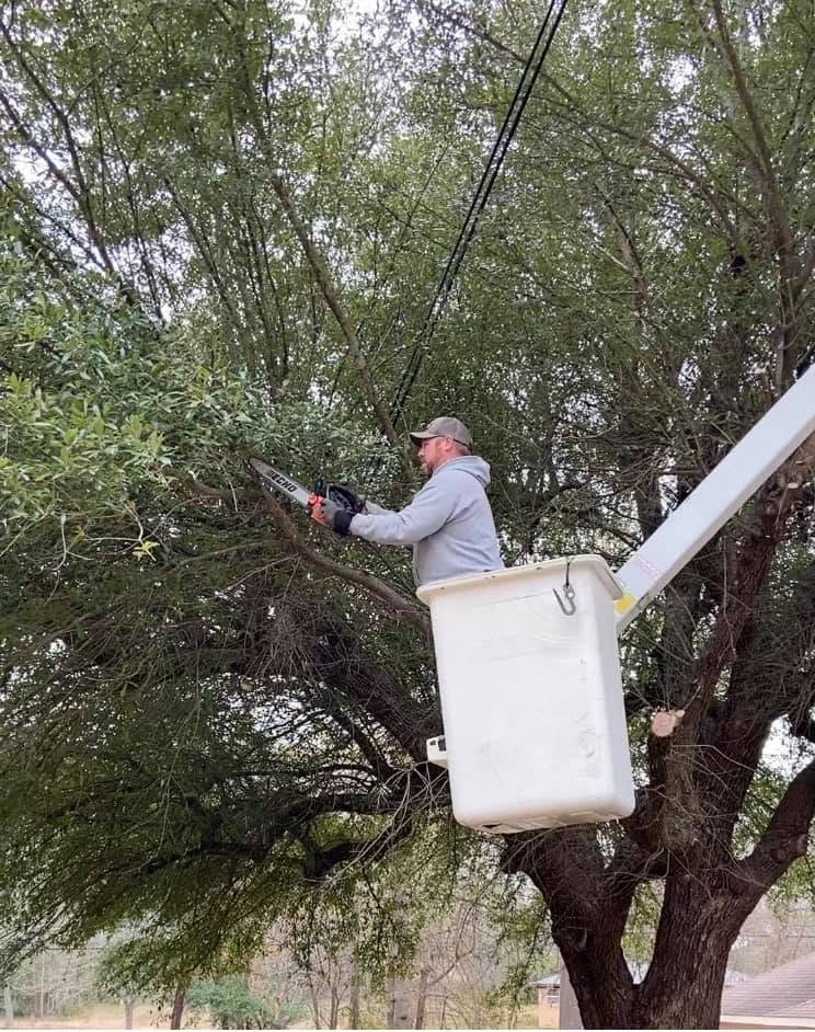 T. Rowe crew member in a bucket truck trimming a large tree